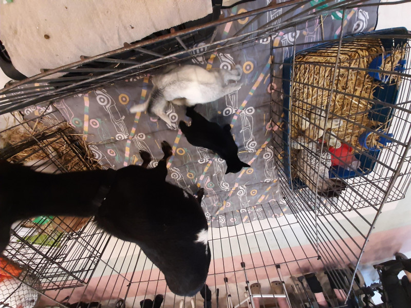 MINI FERME