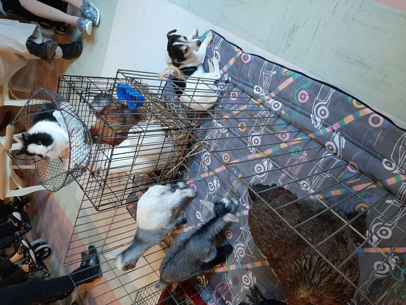 ZOOTHERAPIE